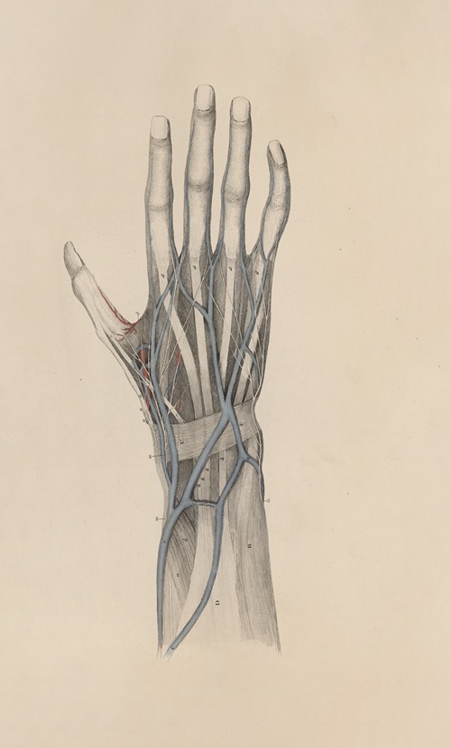 A system of anatomical plates of the human body Pl.022