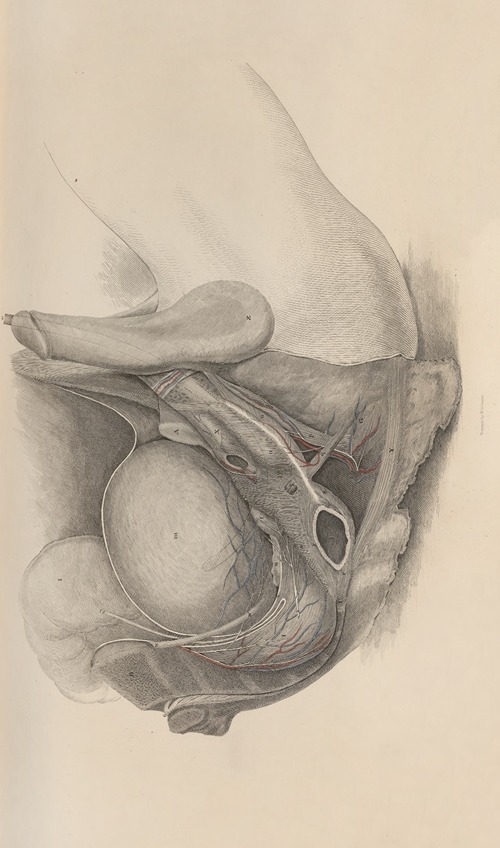 A system of anatomical plates of the human body Pl.023
