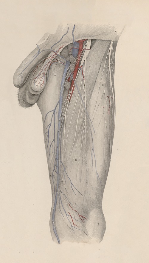 A system of anatomical plates of the human body Pl.024