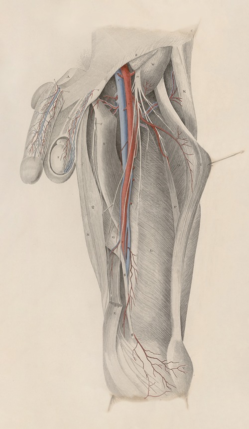 A system of anatomical plates of the human body Pl.025