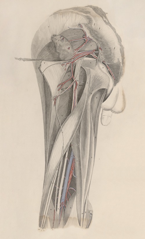 A system of anatomical plates of the human body Pl.026