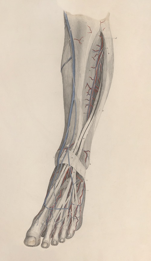 A system of anatomical plates of the human body Pl.027
