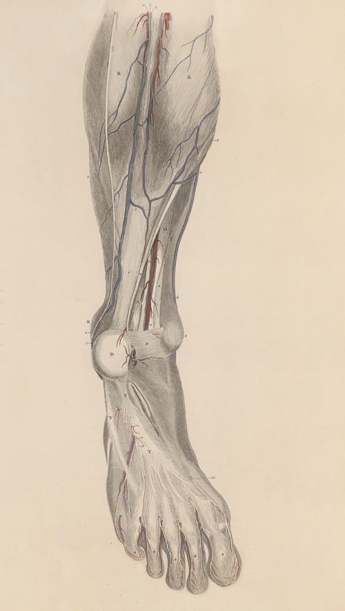 A system of anatomical plates of the human body Pl.028