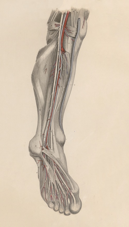 A system of anatomical plates of the human body Pl.029