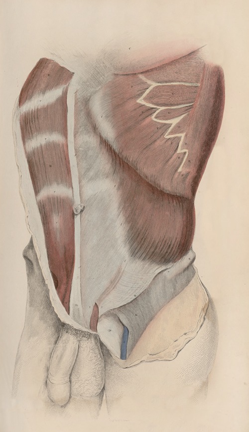 A system of anatomical plates of the human body Pl.030