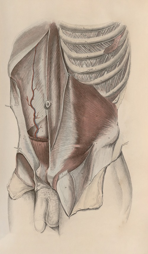 A system of anatomical plates of the human body Pl.031