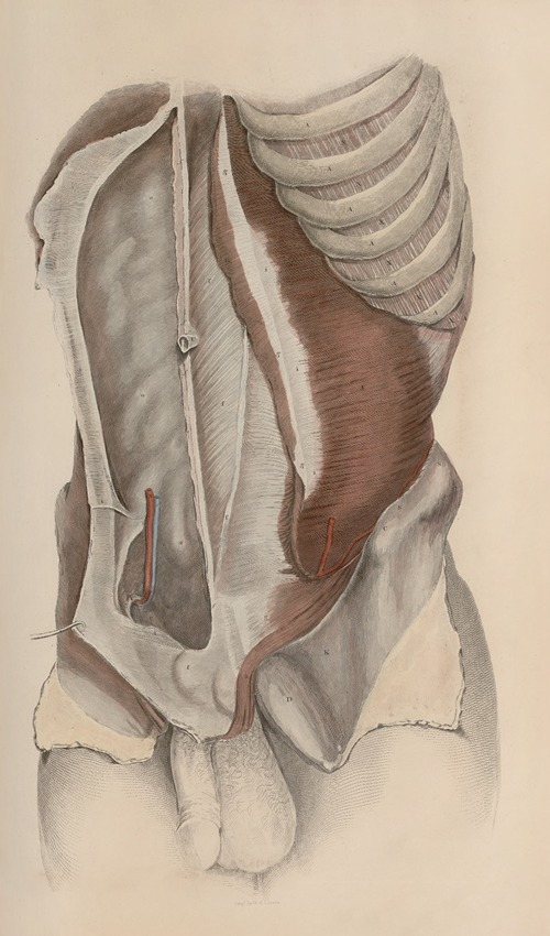 A system of anatomical plates of the human body Pl.033