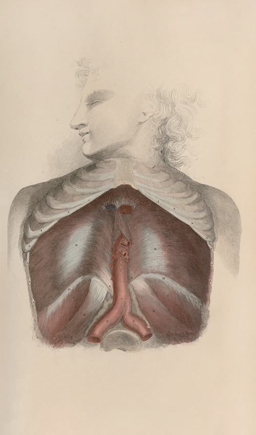 A system of anatomical plates of the human body Pl.034