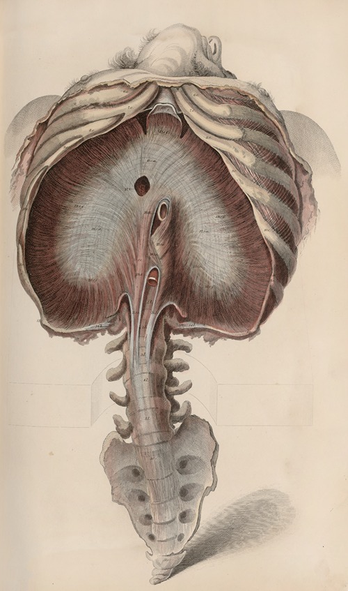 A system of anatomical plates of the human body Pl.035