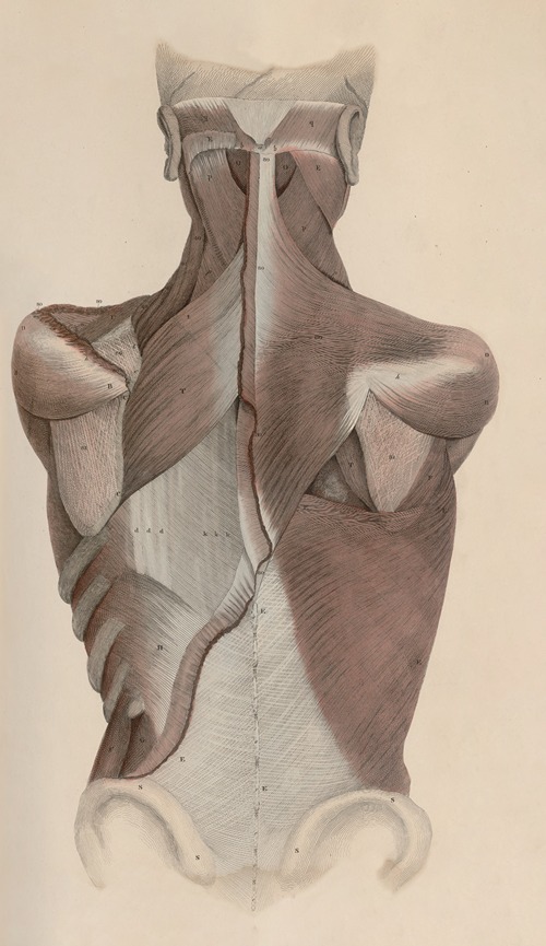 A system of anatomical plates of the human body Pl.036