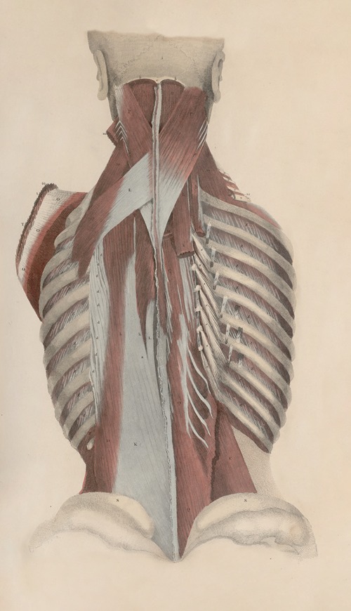 A system of anatomical plates of the human body Pl.037