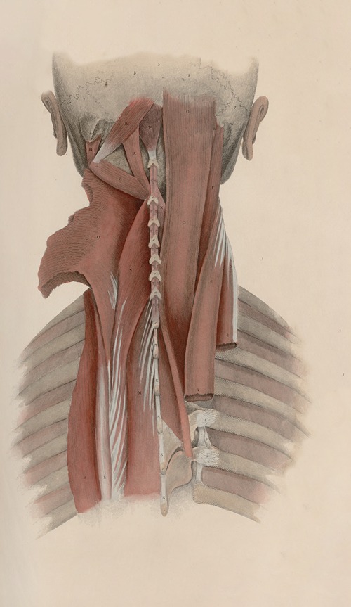 A system of anatomical plates of the human body Pl.038