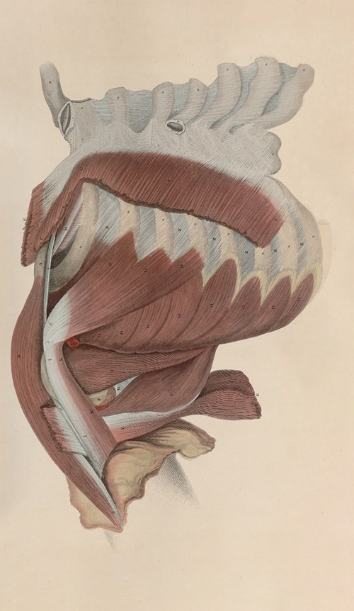 A system of anatomical plates of the human body Pl.041