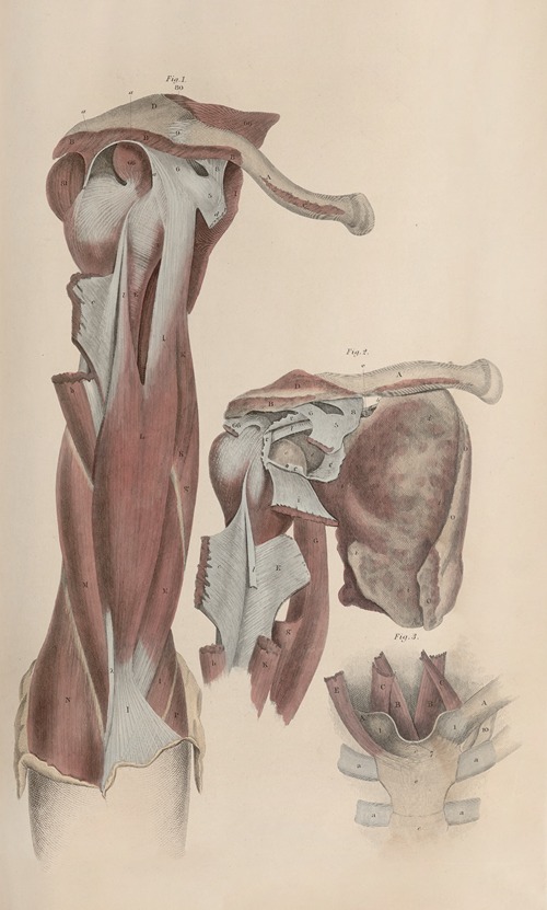 A system of anatomical plates of the human body Pl.042