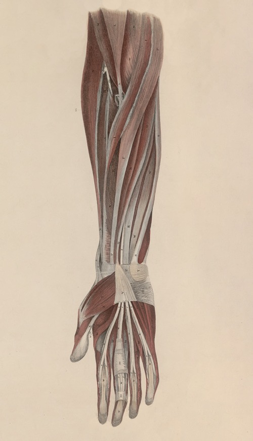A system of anatomical plates of the human body Pl.043