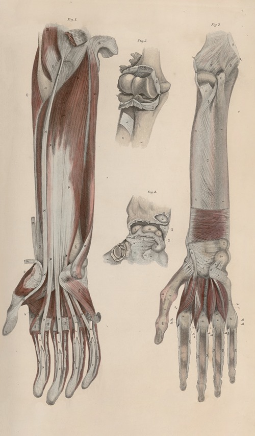 A system of anatomical plates of the human body Pl.044