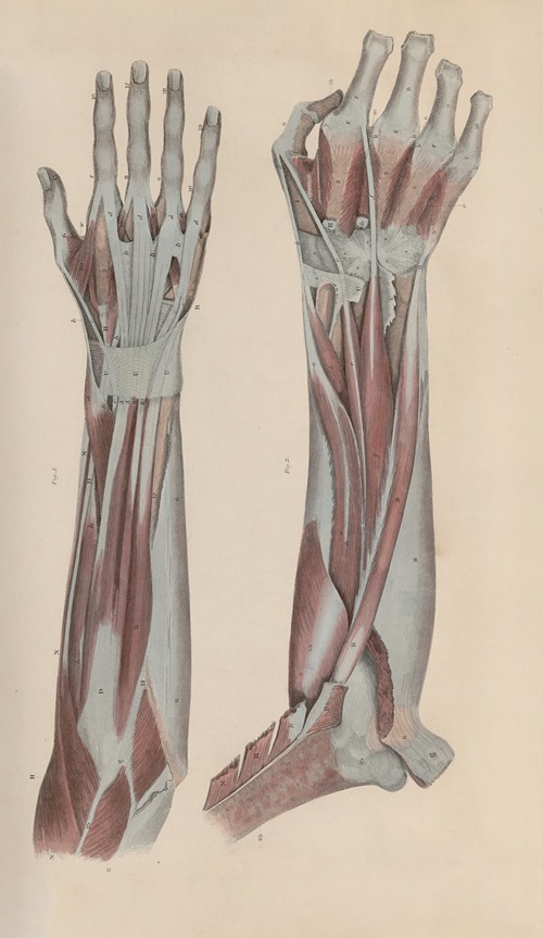 A system of anatomical plates of the human body Pl.045