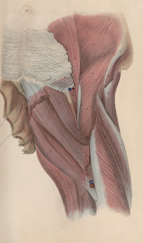A system of anatomical plates of the human body Pl.046