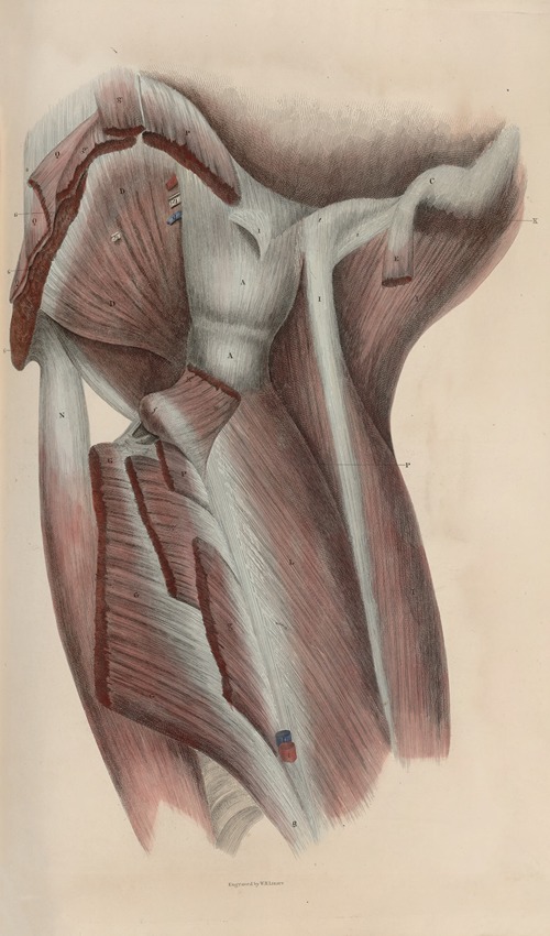 A system of anatomical plates of the human body Pl.047