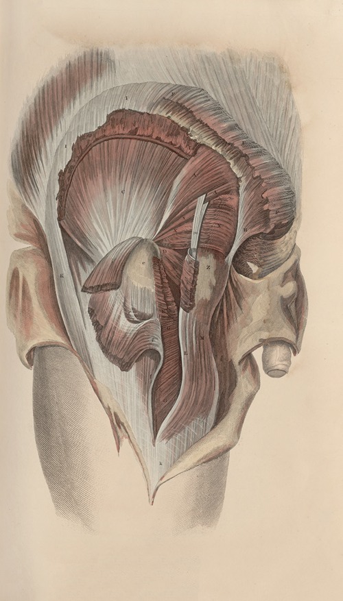 A system of anatomical plates of the human body Pl.049