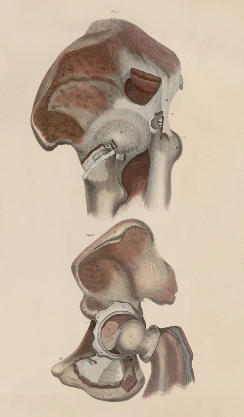 A system of anatomical plates of the human body Pl.050