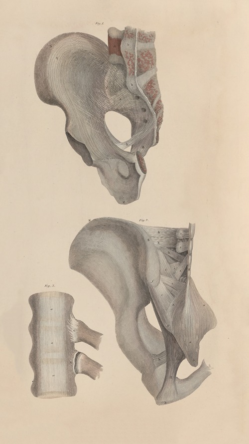 A system of anatomical plates of the human body Pl.051