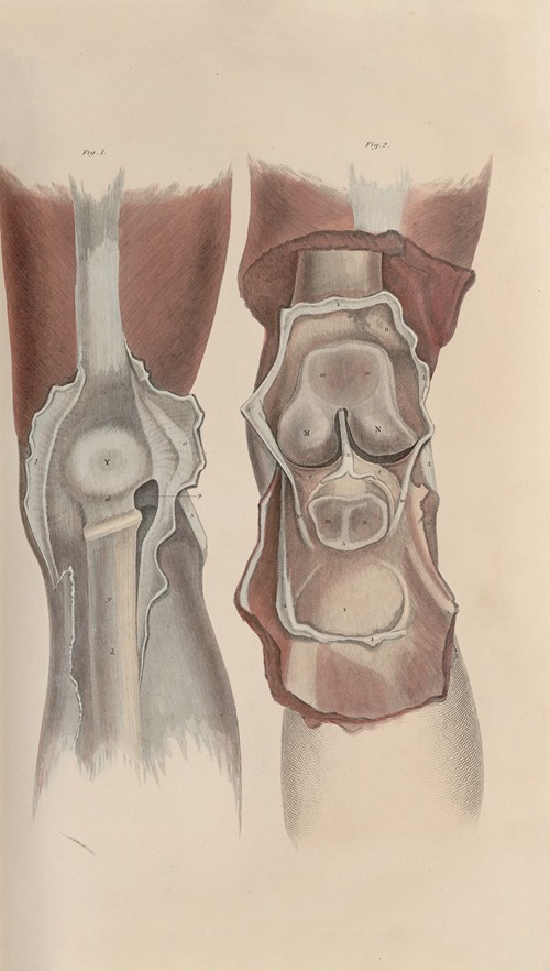 A system of anatomical plates of the human body Pl.052