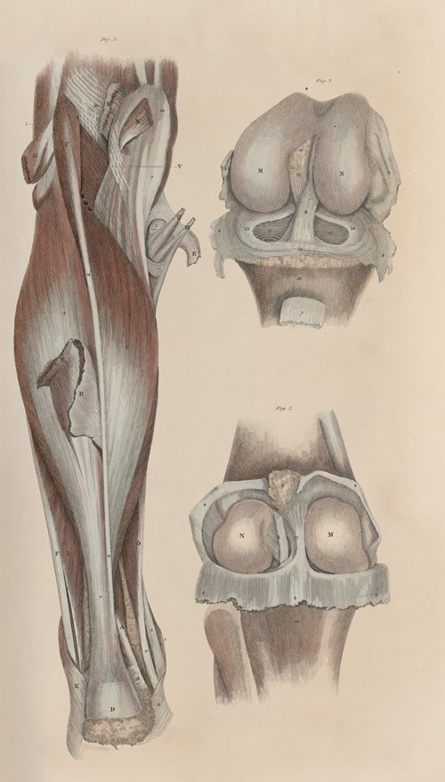 A system of anatomical plates of the human body Pl.053