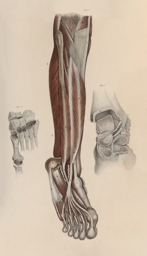 A system of anatomical plates of the human body Pl.054