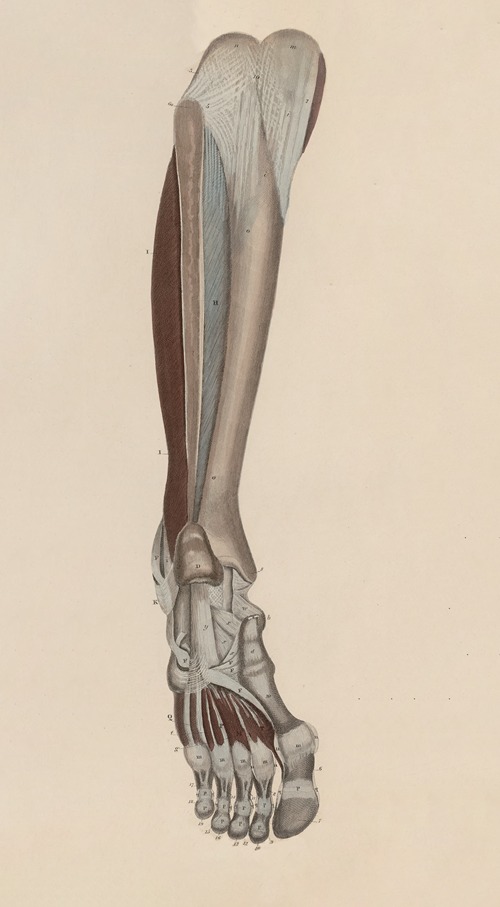 A system of anatomical plates of the human body Pl.056