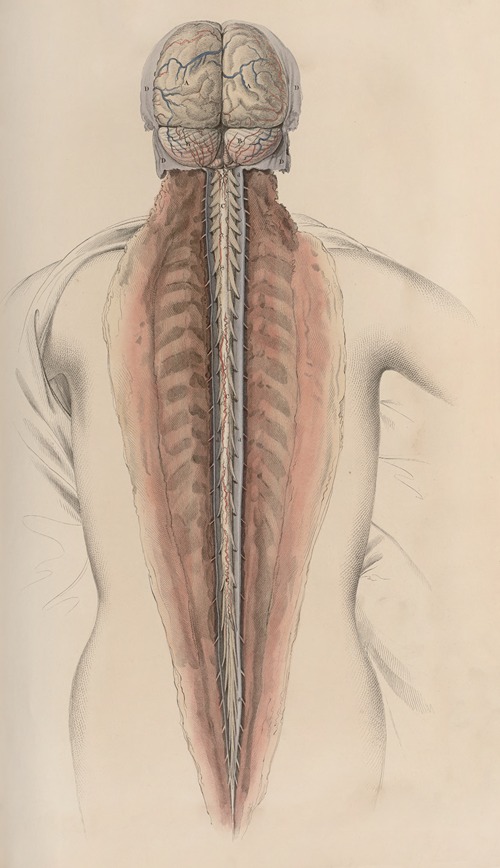 A system of anatomical plates of the human body Pl.058