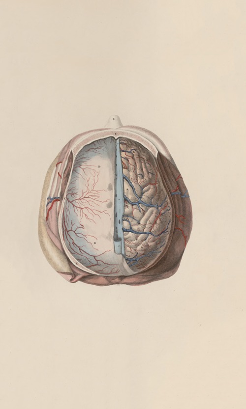 A system of anatomical plates of the human body Pl.060