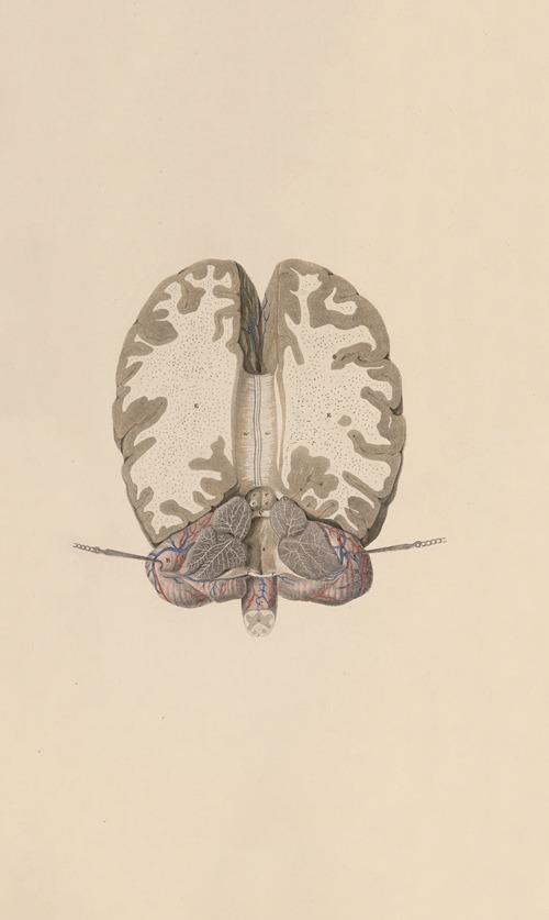 A system of anatomical plates of the human body Pl.062