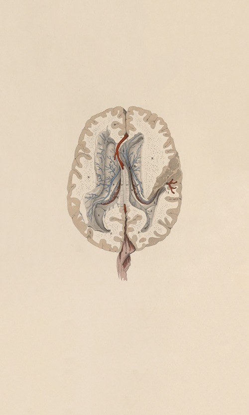 A system of anatomical plates of the human body Pl.063