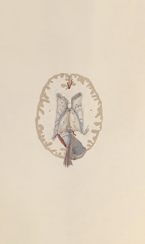 A system of anatomical plates of the human body Pl.065