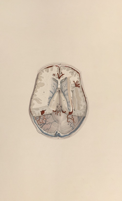 A system of anatomical plates of the human body Pl.066