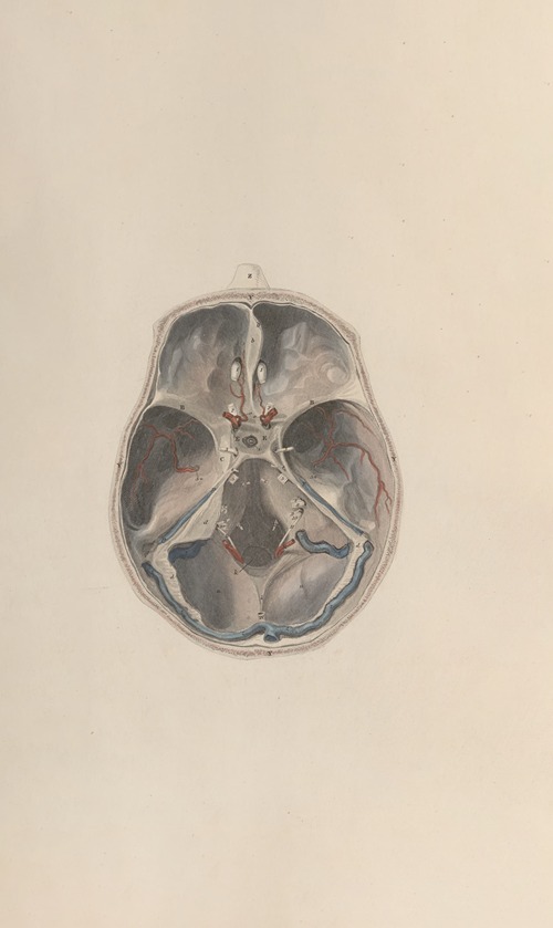 A system of anatomical plates of the human body Pl.068