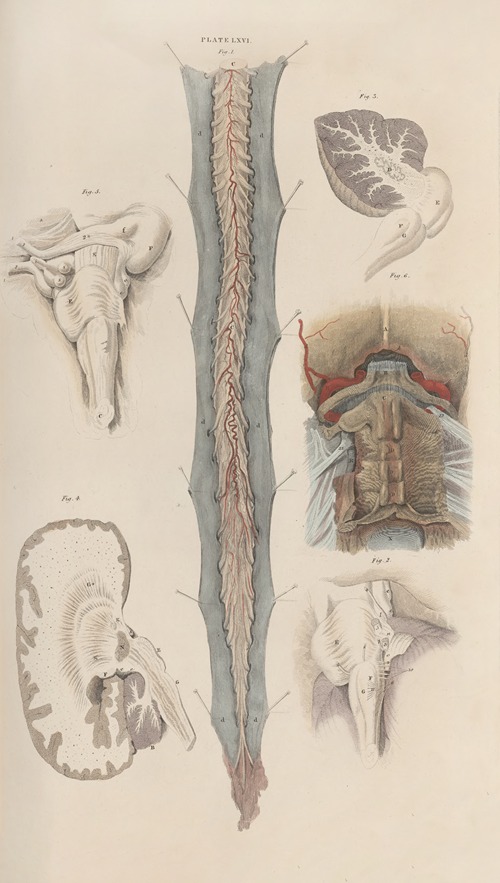 A system of anatomical plates of the human body Pl.069