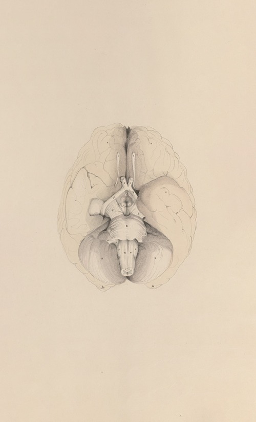 A system of anatomical plates of the human body Pl.070
