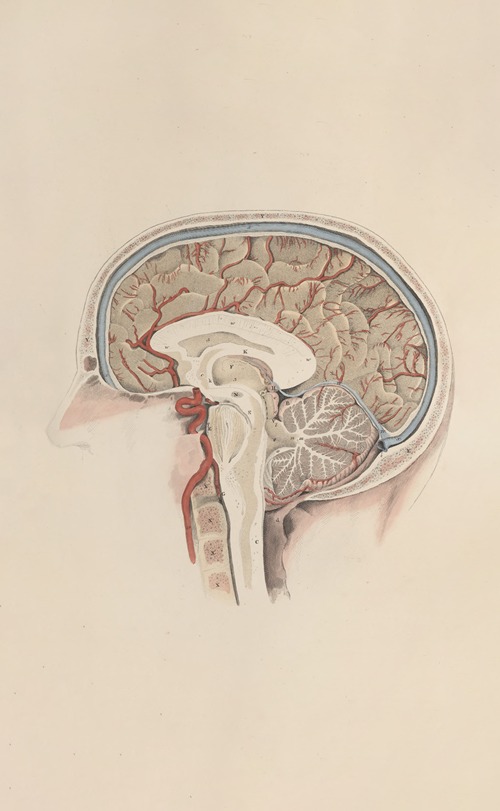 A system of anatomical plates of the human body Pl.071