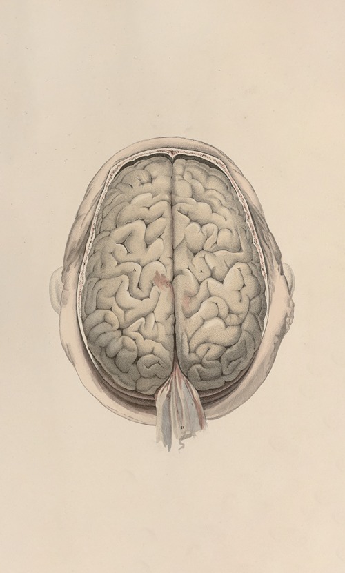 A system of anatomical plates of the human body Pl.072