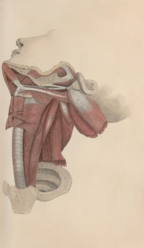 A system of anatomical plates of the human body Pl.073