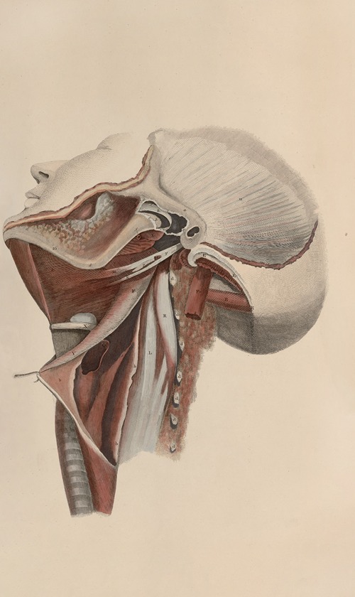 A system of anatomical plates of the human body Pl.074