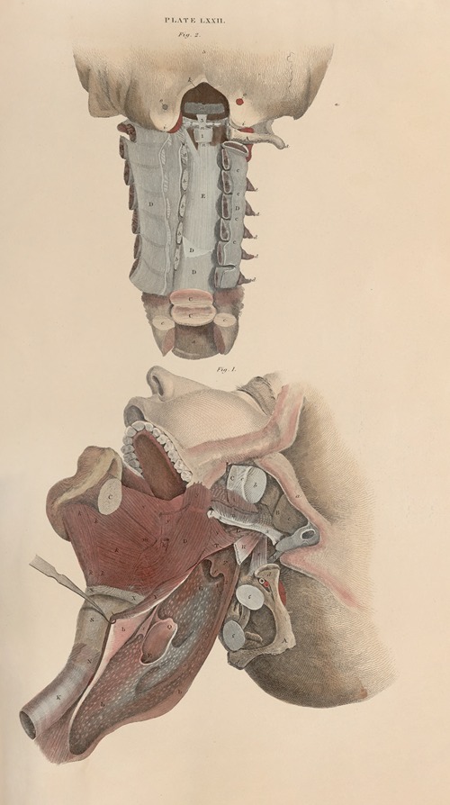 A system of anatomical plates of the human body Pl.075