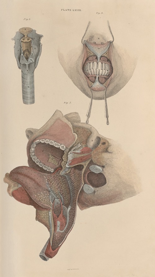 A system of anatomical plates of the human body Pl.076