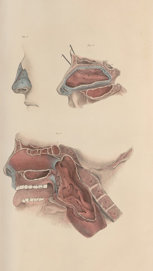 A system of anatomical plates of the human body Pl.077