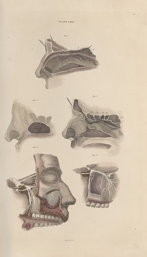 A system of anatomical plates of the human body Pl.078