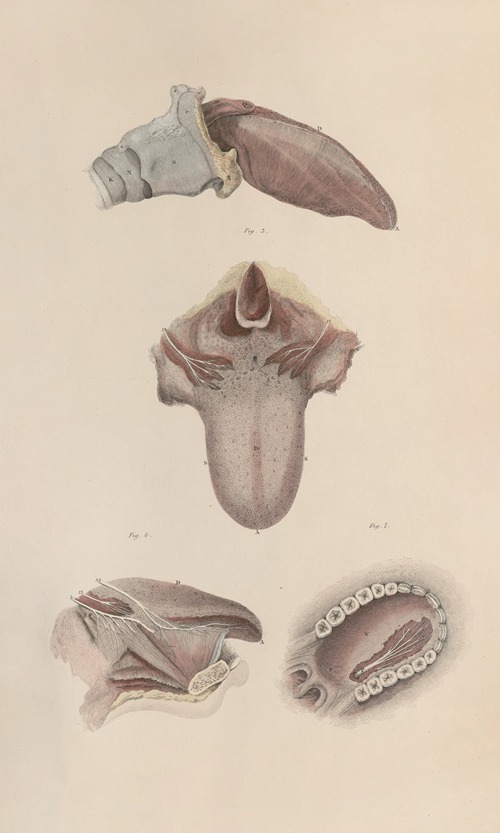 A system of anatomical plates of the human body Pl.079