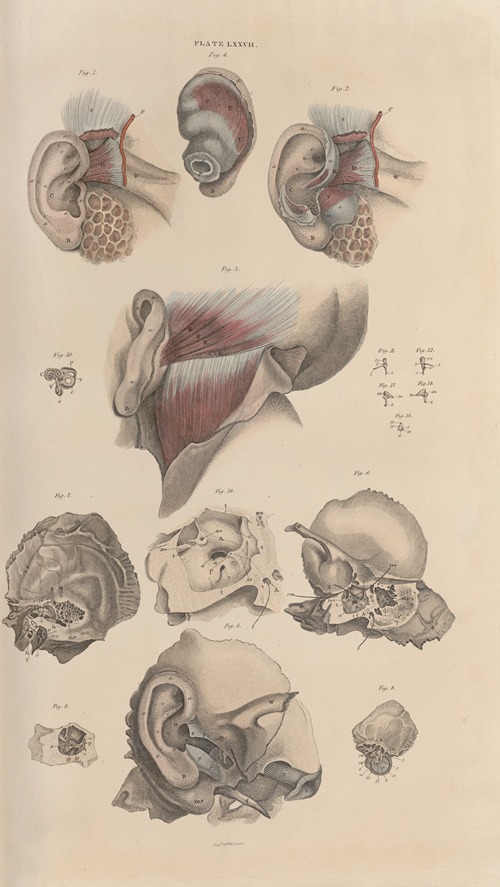 A system of anatomical plates of the human body Pl.080