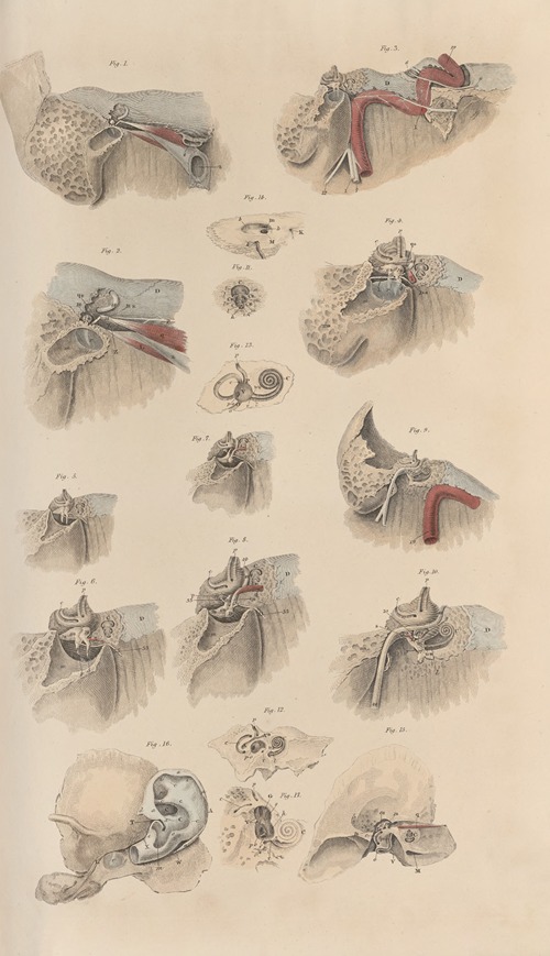 A system of anatomical plates of the human body Pl.081